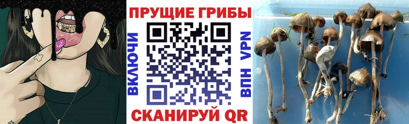 Псилоцибиновые грибы мицелий  Купить  Гагарин 